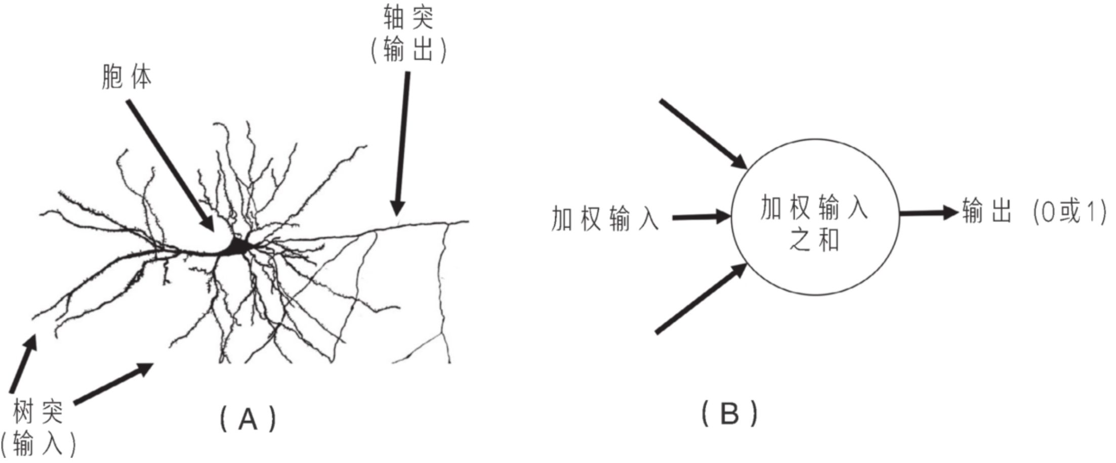 神经元与感知机